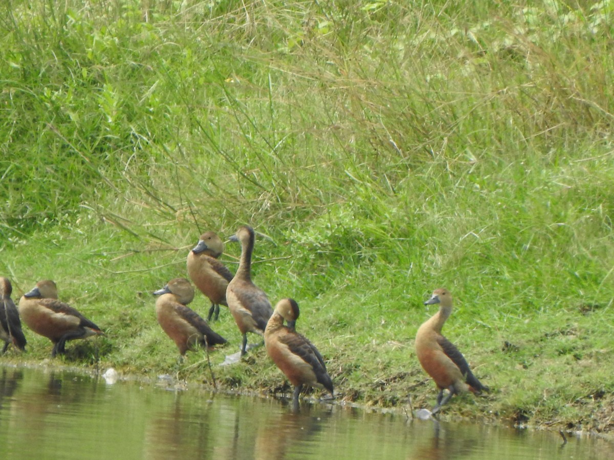 Lesser Whistling-Duck - ML640855138