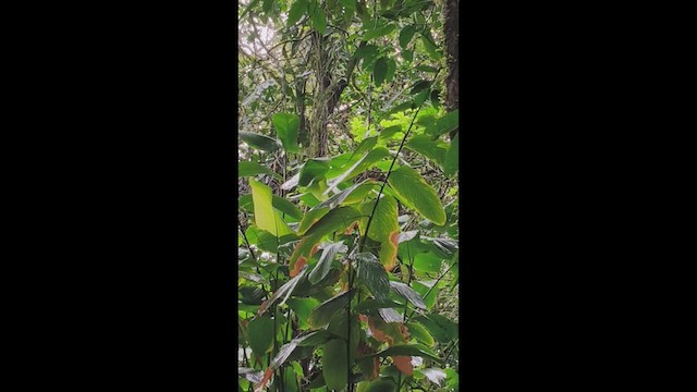 Trogon de Malabar - ML640855158