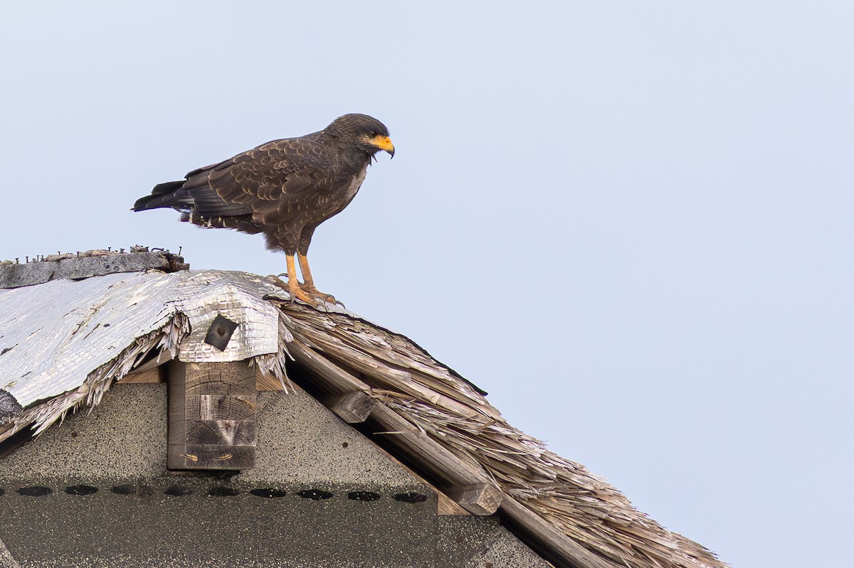 Cuban Black Hawk - ML640855161