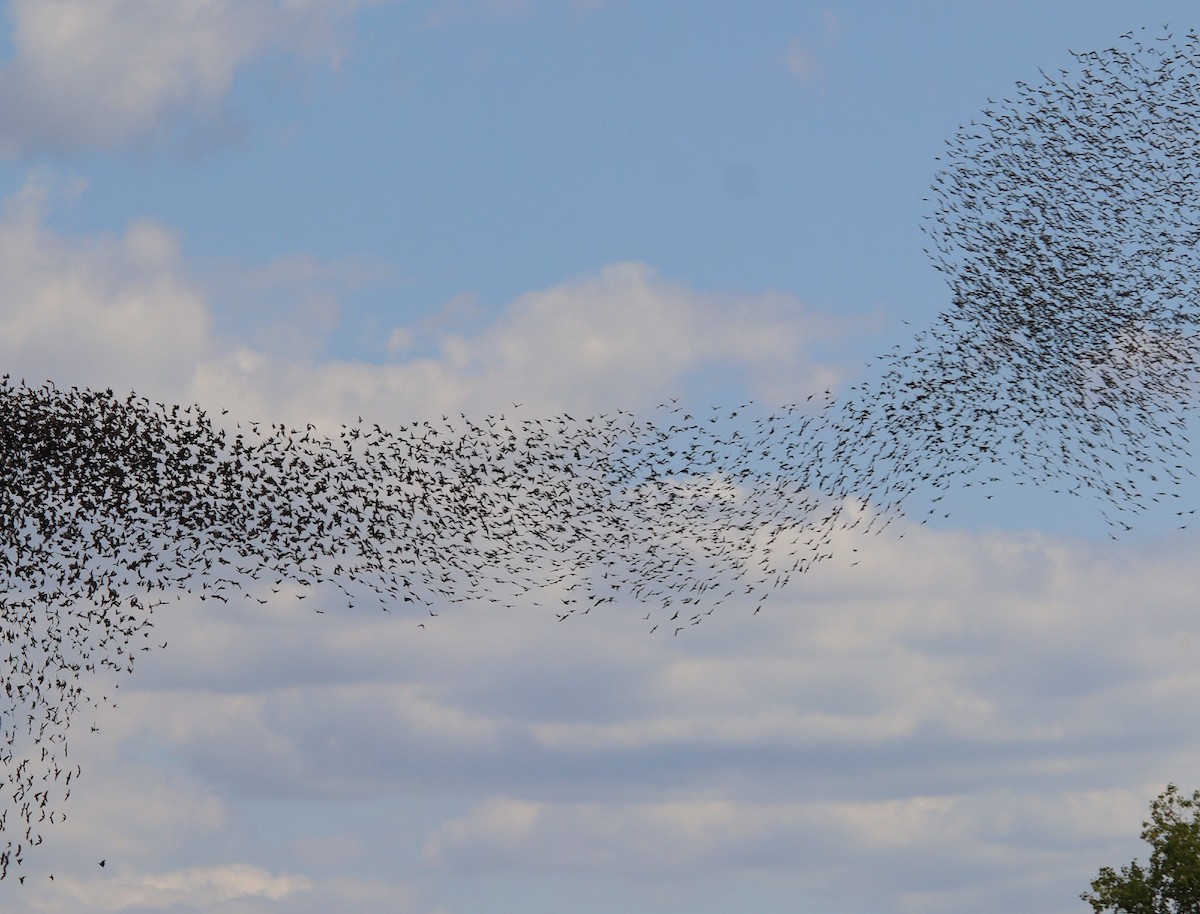 歐洲椋鳥 - ML640855231