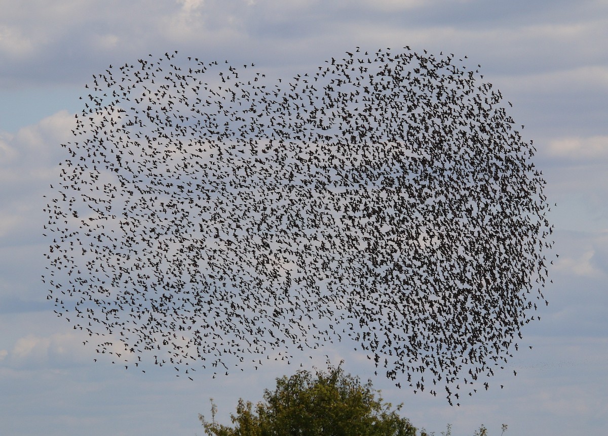 歐洲椋鳥 - ML640855232