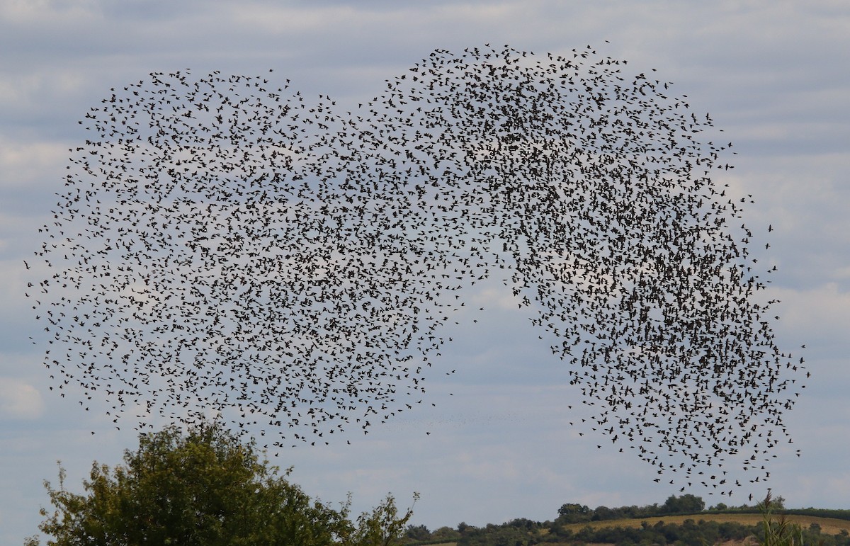 歐洲椋鳥 - ML640855233