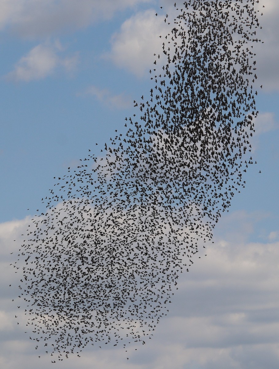 歐洲椋鳥 - ML640855234