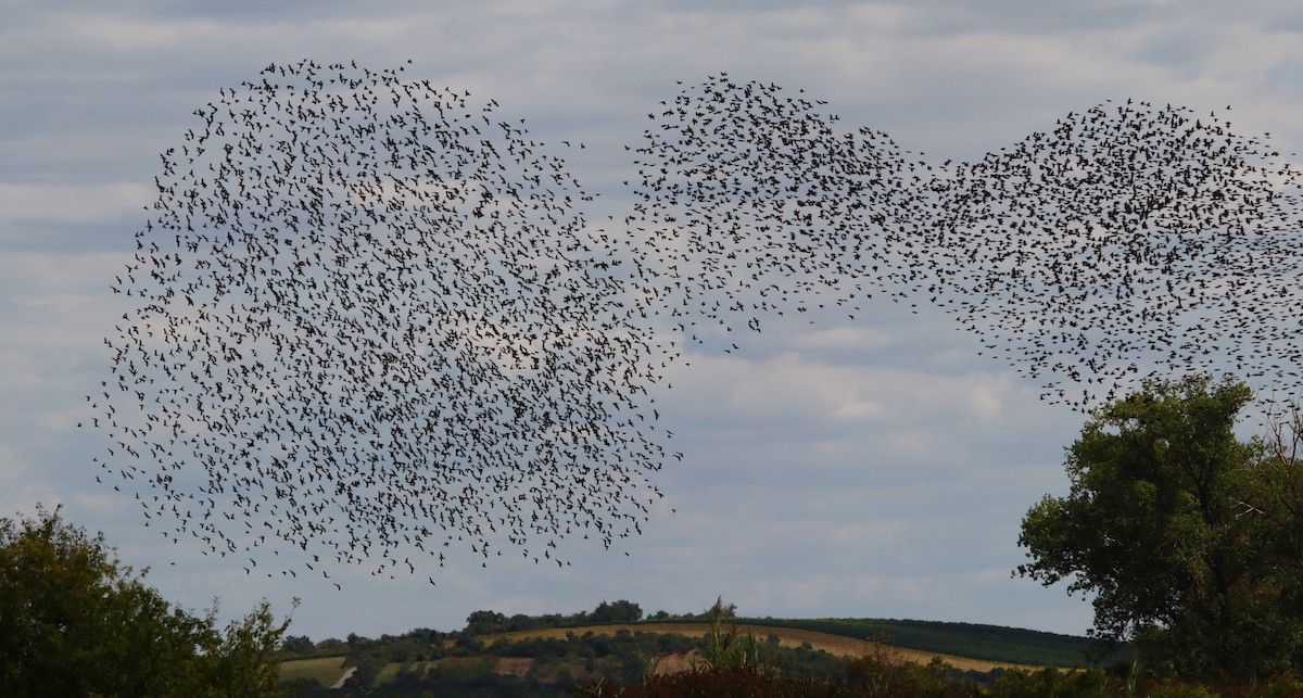 歐洲椋鳥 - ML640855235