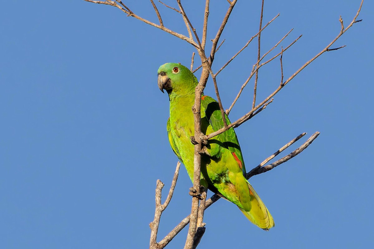 Yellow-crowned Amazon - ML640855236