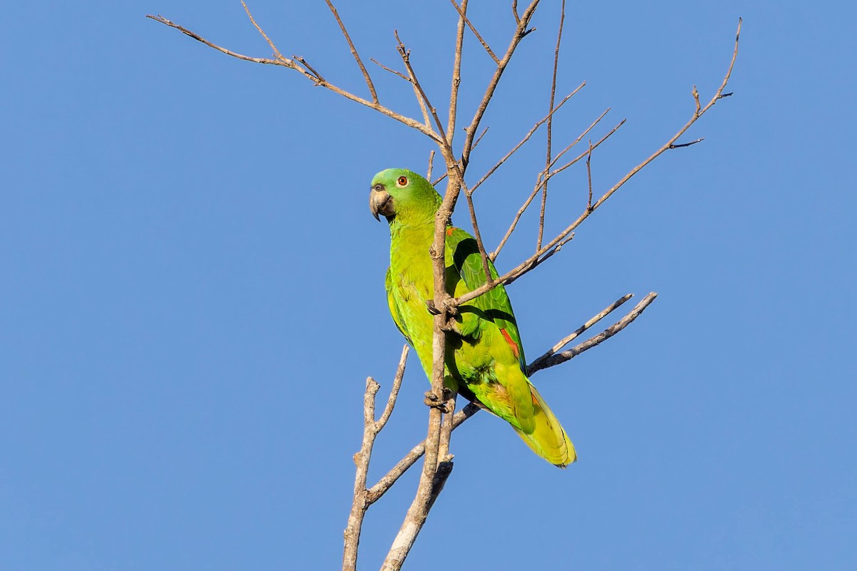 Yellow-crowned Amazon - ML640855238
