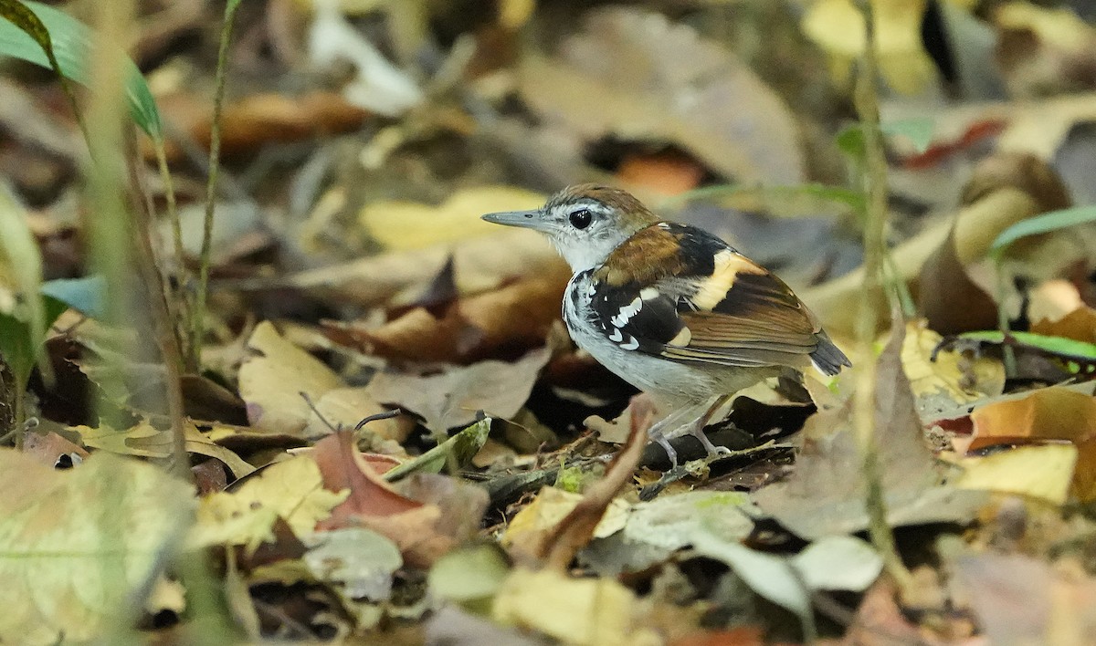 Banded Antbird - ML640855240
