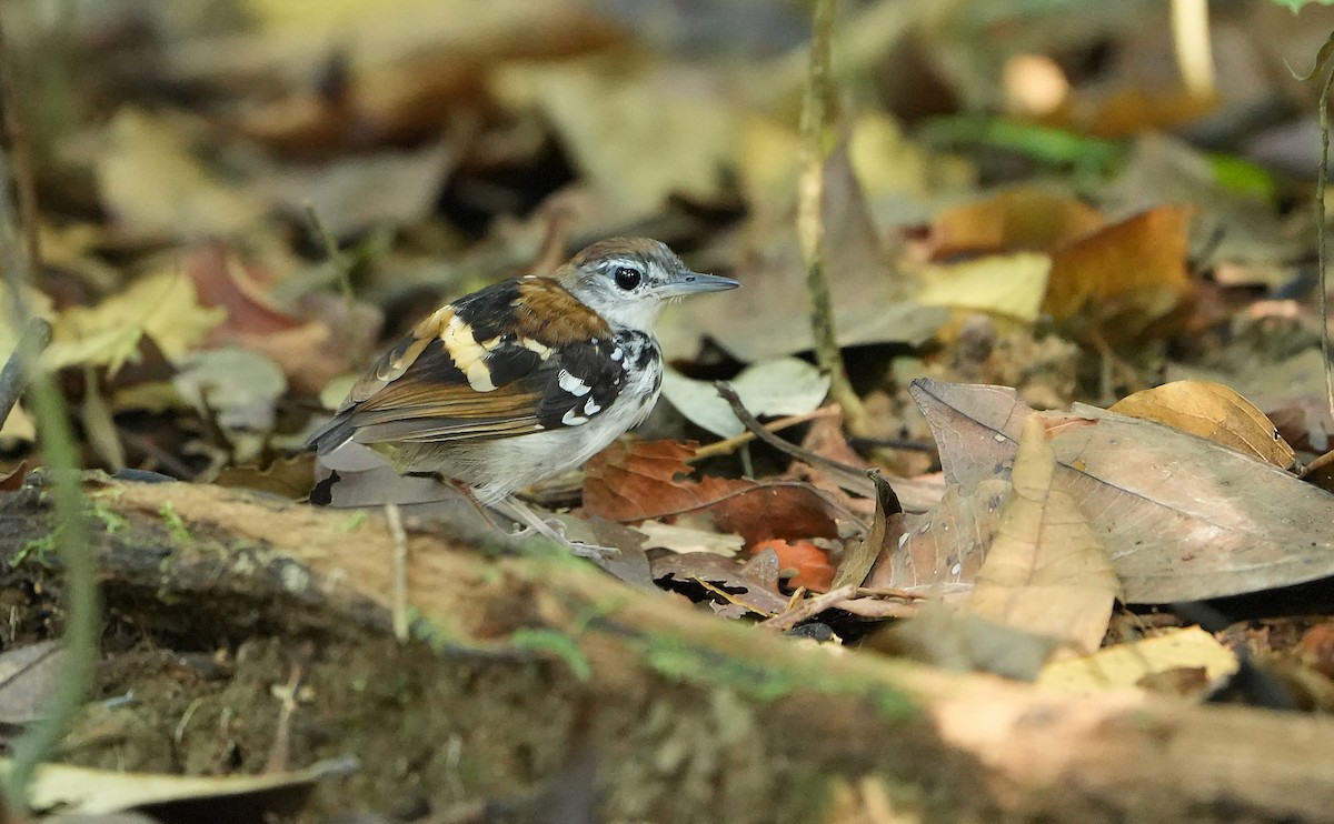Banded Antbird - ML640855241