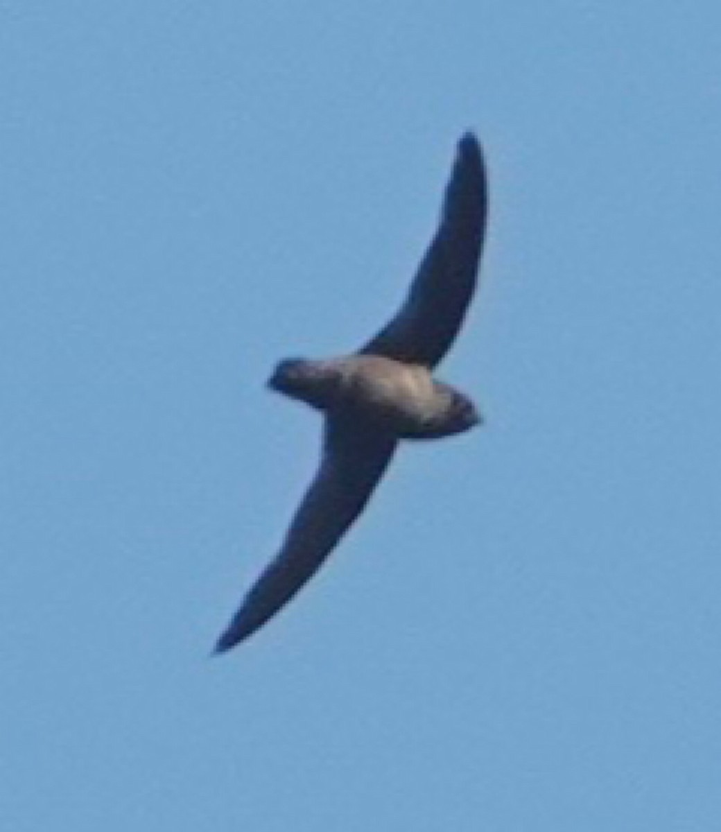 Chestnut-collared Swift - ML640855272