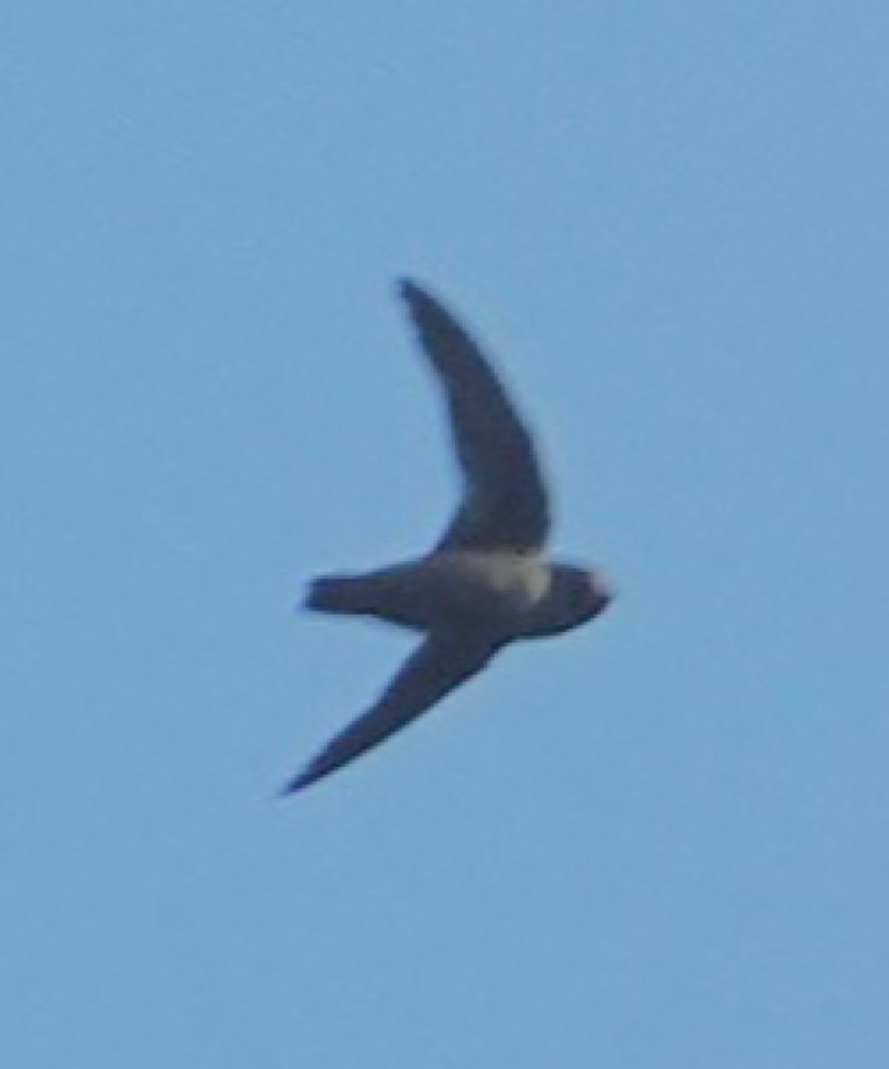 Chestnut-collared Swift - ML640855273