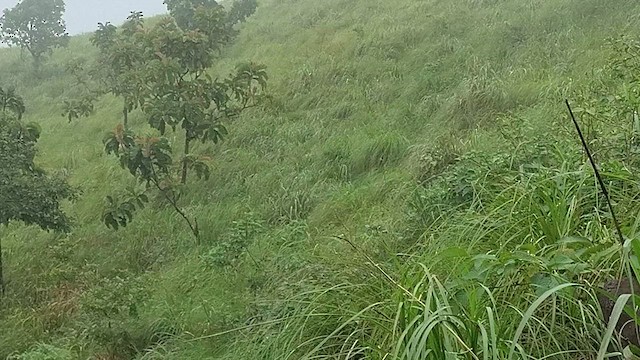 Rufous Babbler - ML640855274