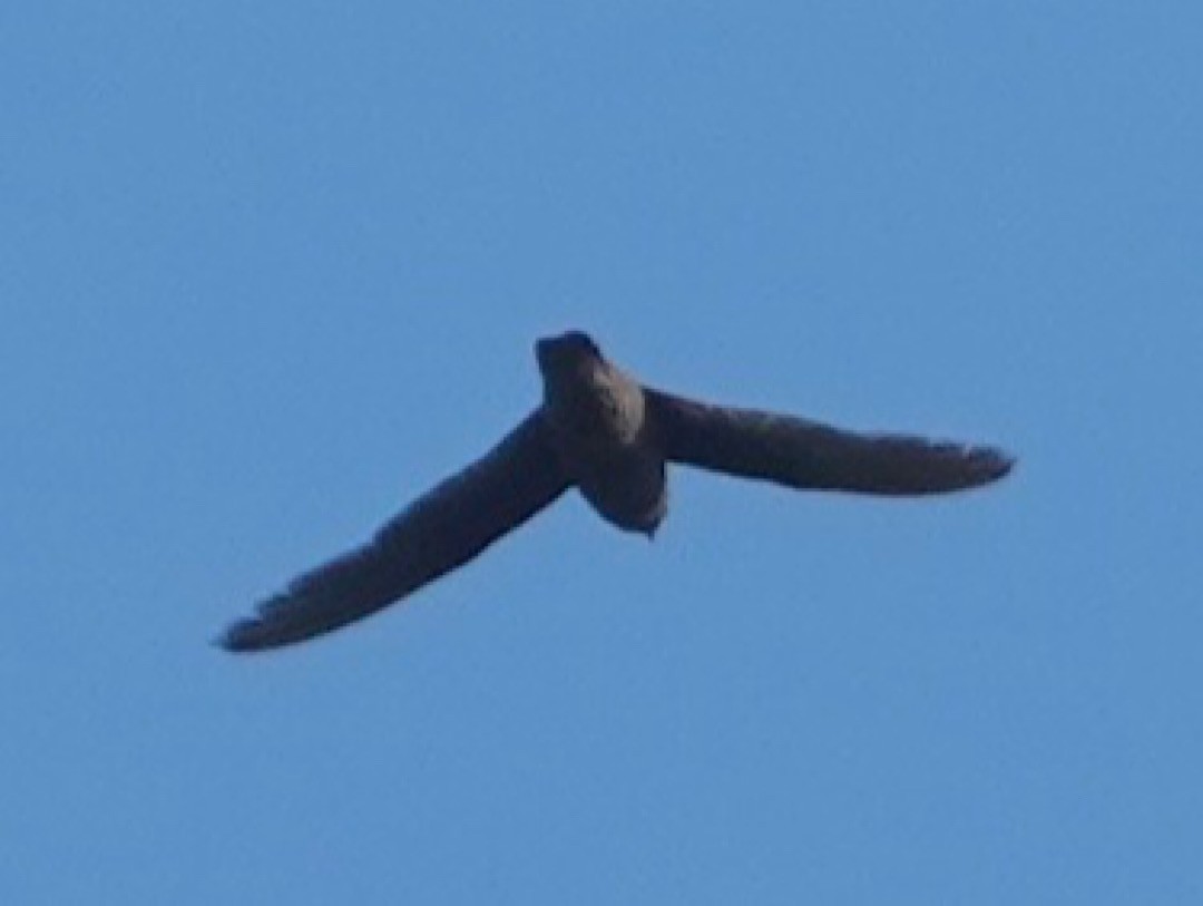 Chestnut-collared Swift - ML640855277