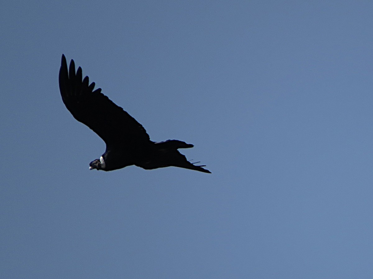 Andean Condor - ML640855333