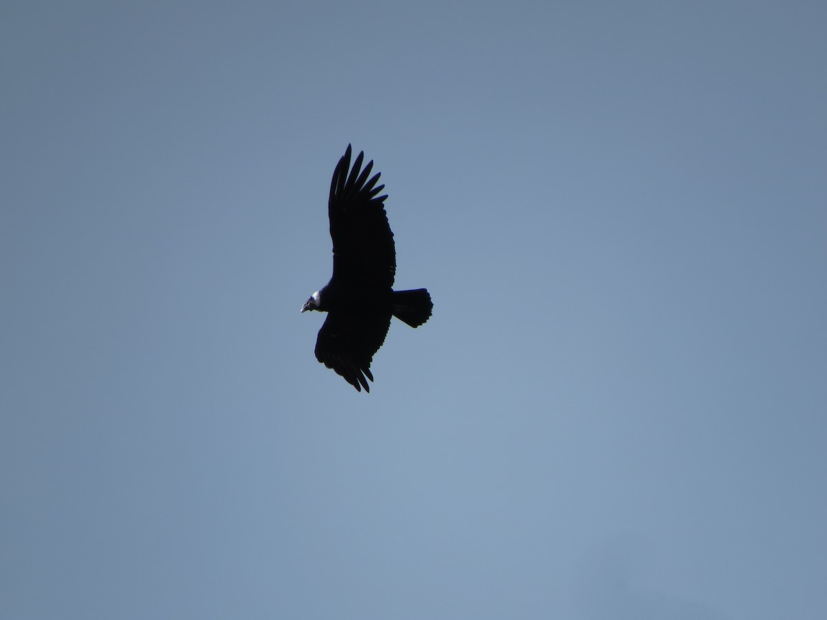 Andean Condor - ML640855334