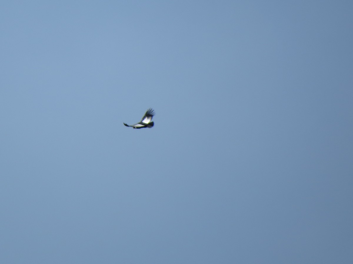 Andean Condor - ML640855343