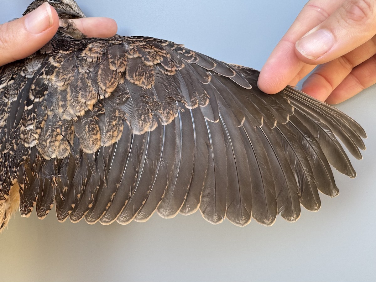 American Woodcock - ML640855344
