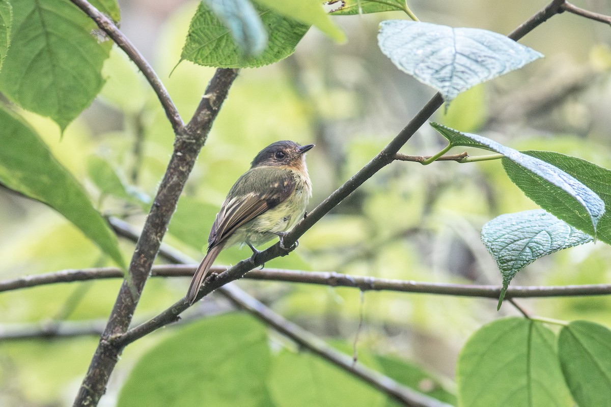 Rufous-breasted Flycatcher - ML640855413