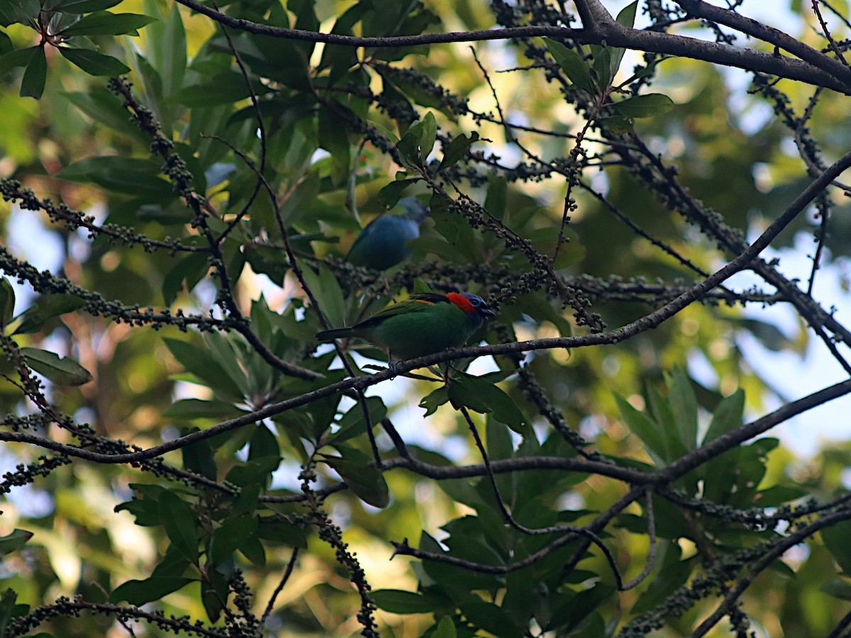Blaukappentangare - ML640855451