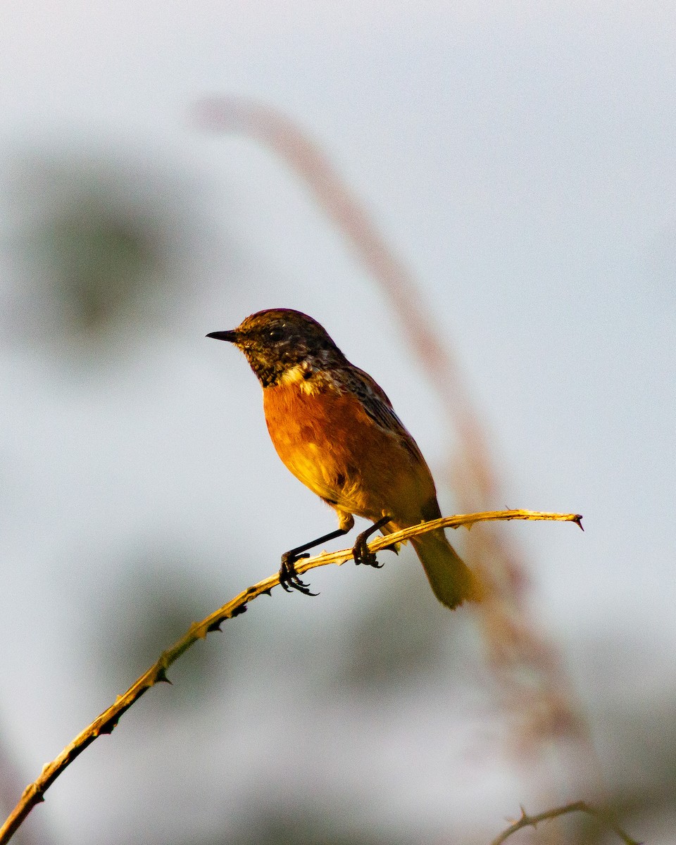 European Stonechat - ML640855497