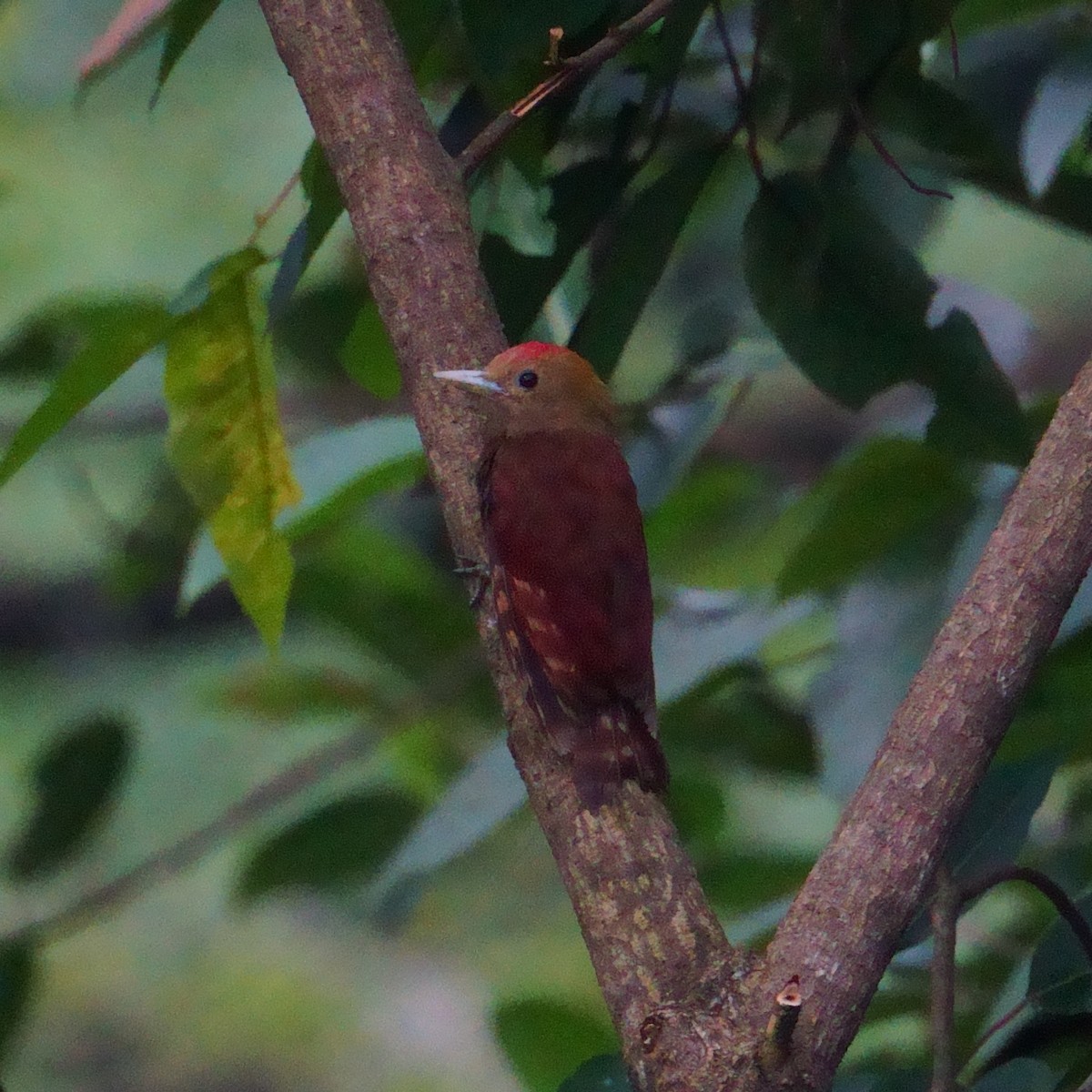 Pale-headed Woodpecker - ML640855502