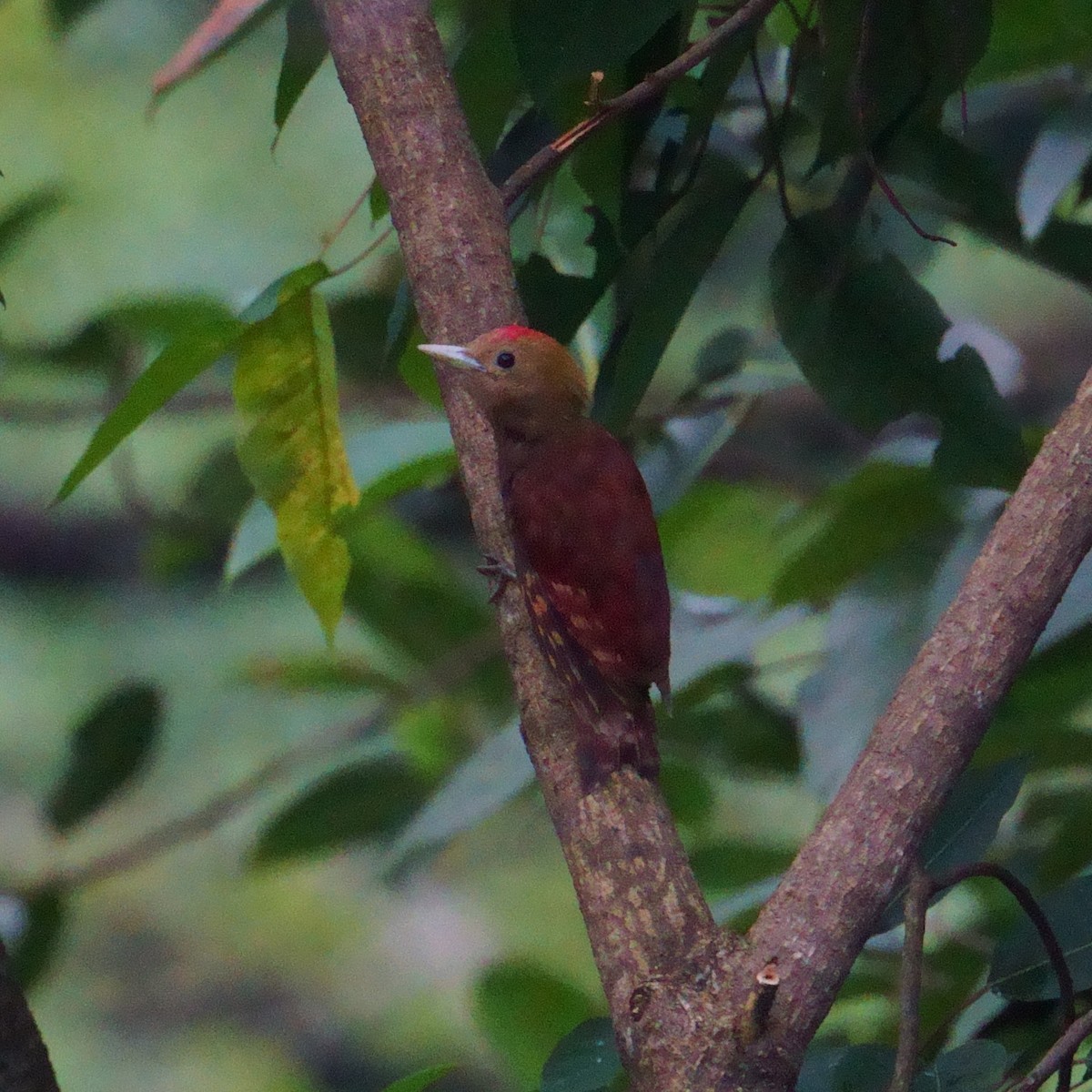Pale-headed Woodpecker - ML640855503