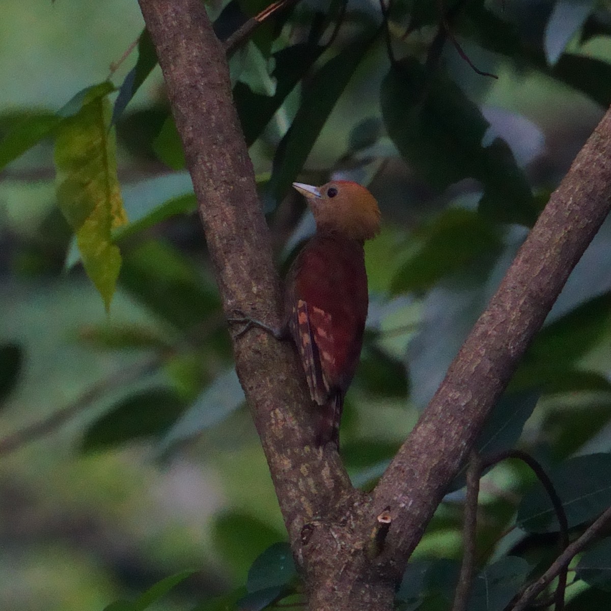 Pale-headed Woodpecker - ML640855508