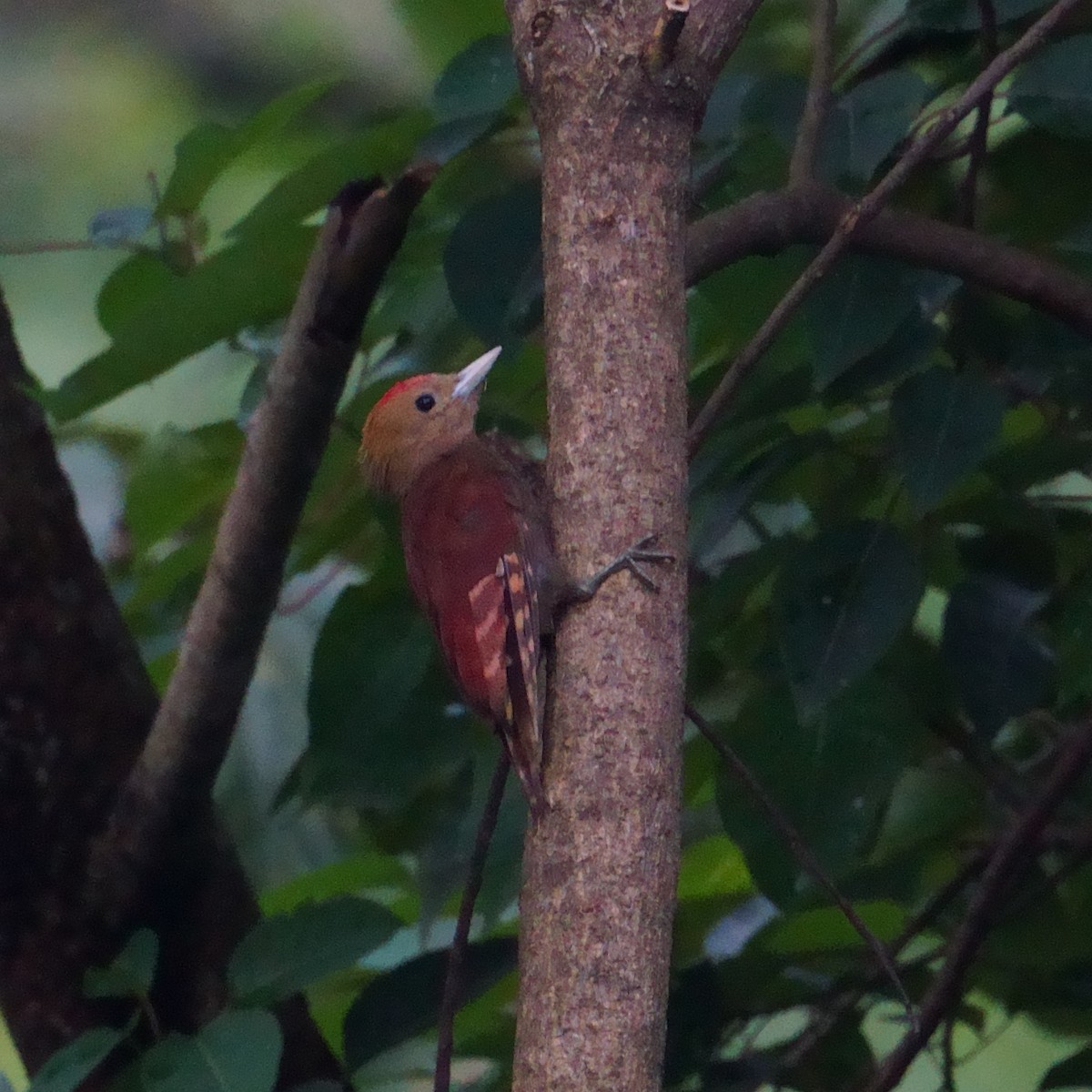 Pale-headed Woodpecker - ML640855509
