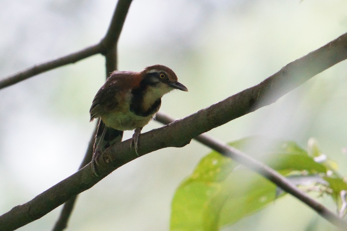 Lesser Necklaced Laughingthrush - ML640855525