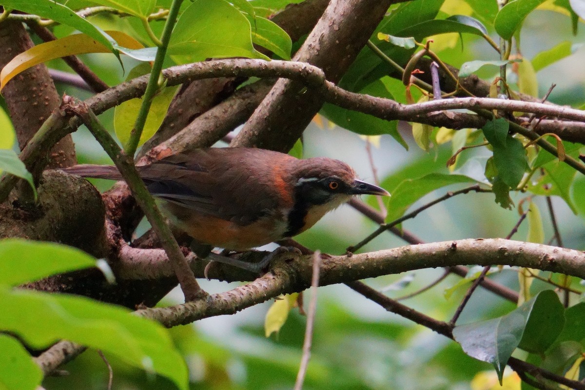 Lesser Necklaced Laughingthrush - ML640855526