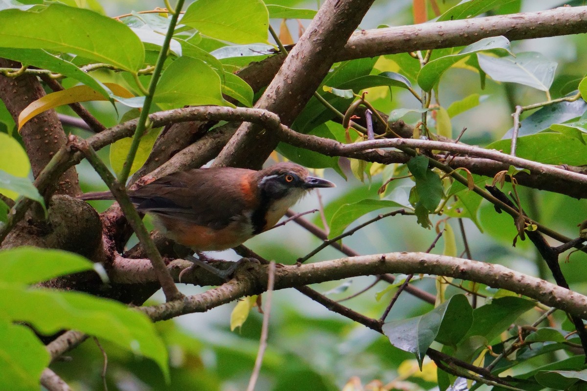 Lesser Necklaced Laughingthrush - ML640855527