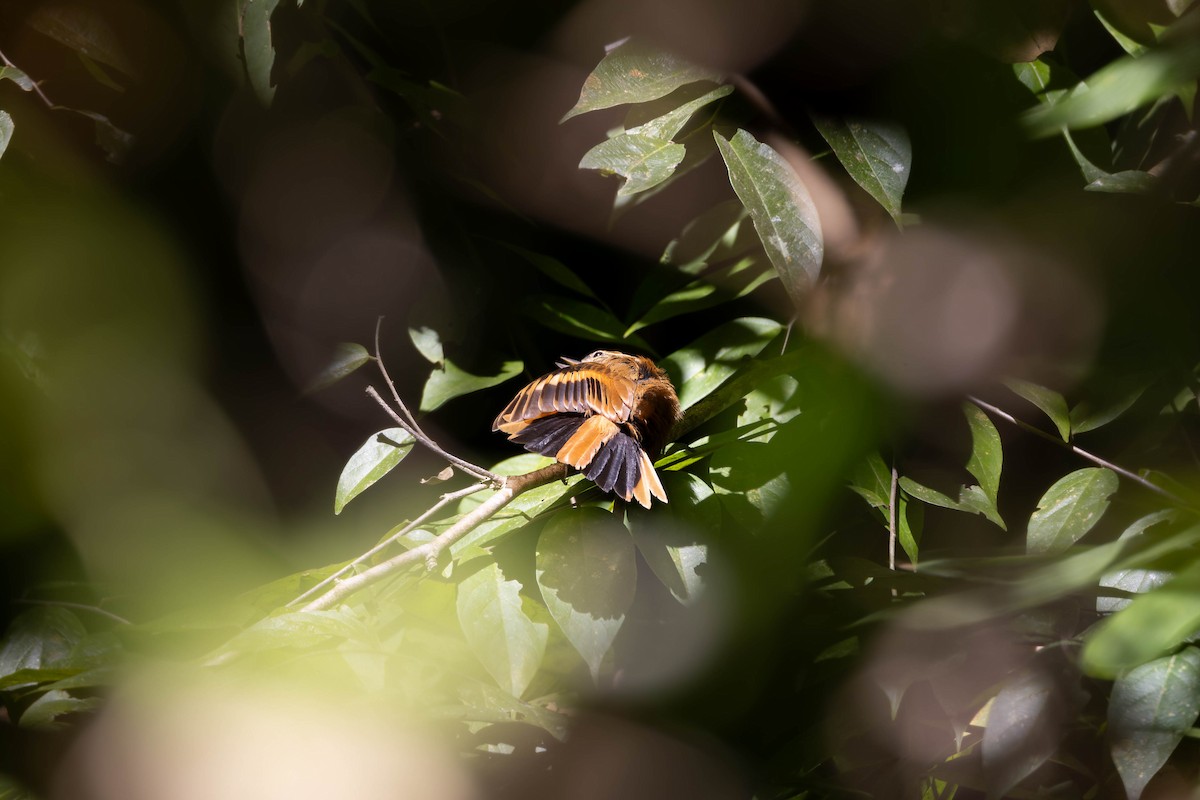 Slender-billed Xenops - ML640855554