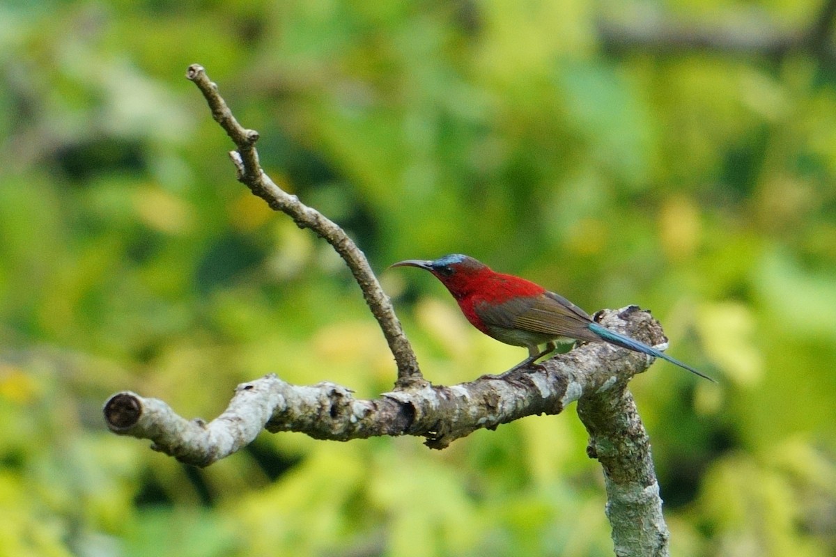 Crimson Sunbird - ML640855570