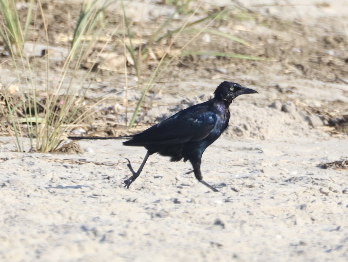 Icteridae sp. - ML640855622