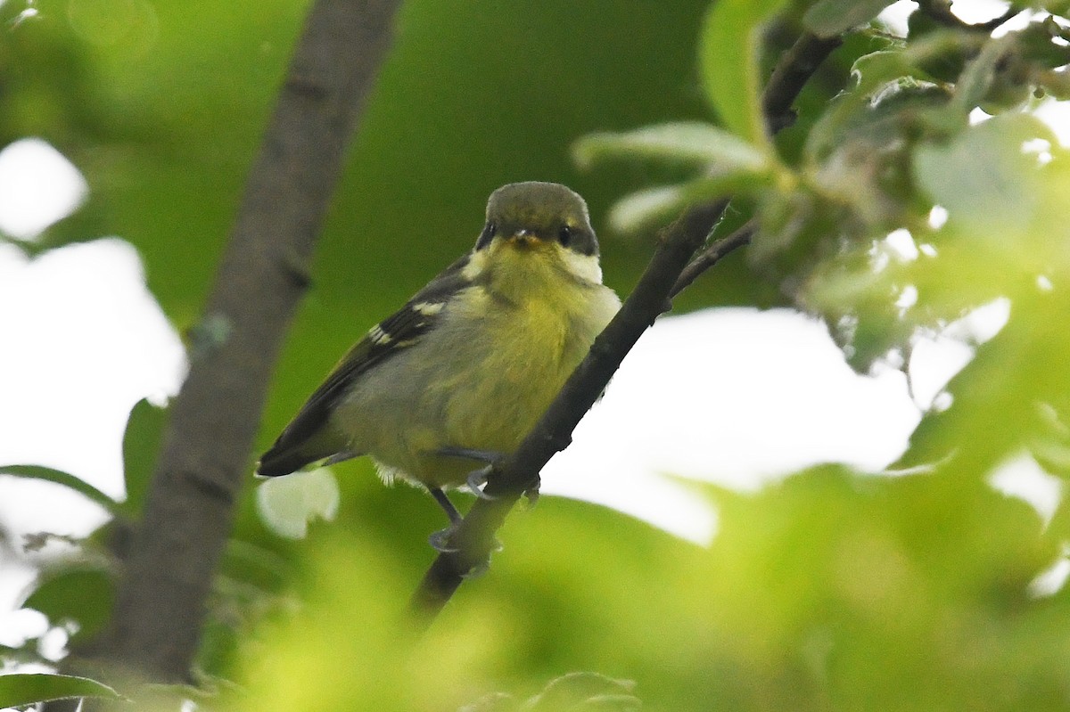Yellow-bellied Tit - ML640855640