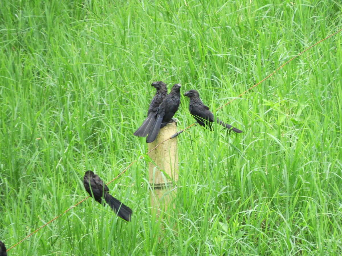 Smooth-billed Ani - ML640855652