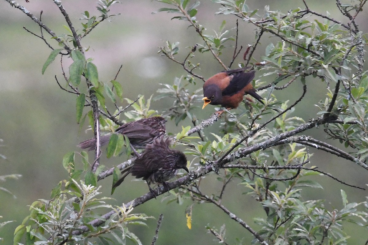 Chestnut Thrush - ML640855661