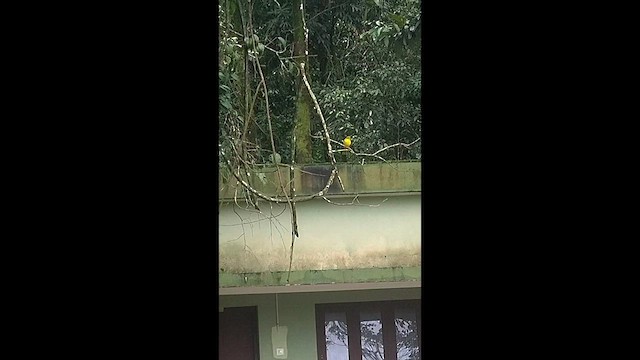 Yellow-browed Bulbul - ML640855683