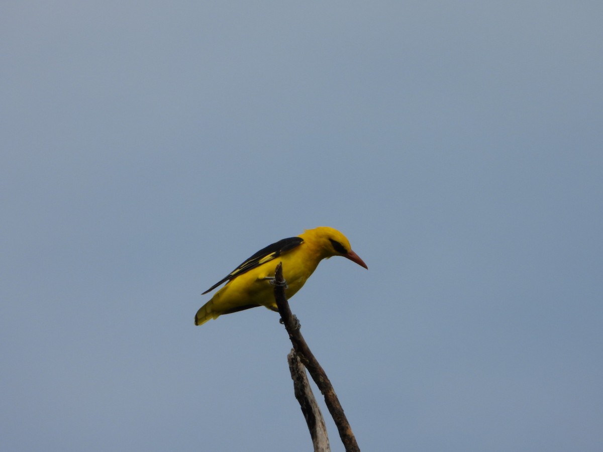 Oropéndola India - ML640855713