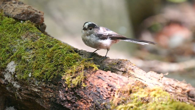 Long-tailed Tit (europaeus Group) - ML640855735