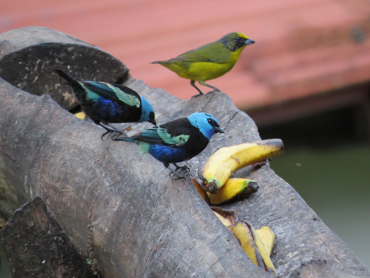 Blue-necked Tanager - ML640855736