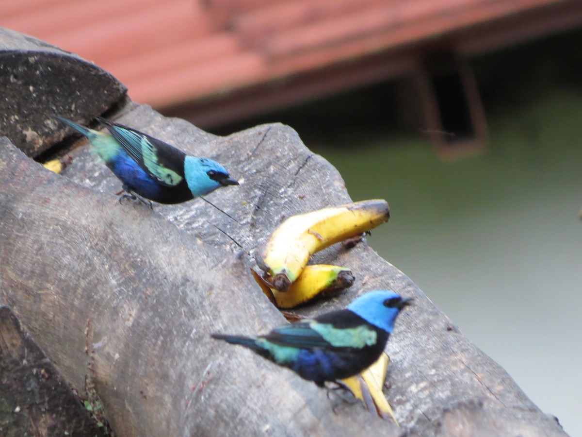 Blue-necked Tanager - ML640855737