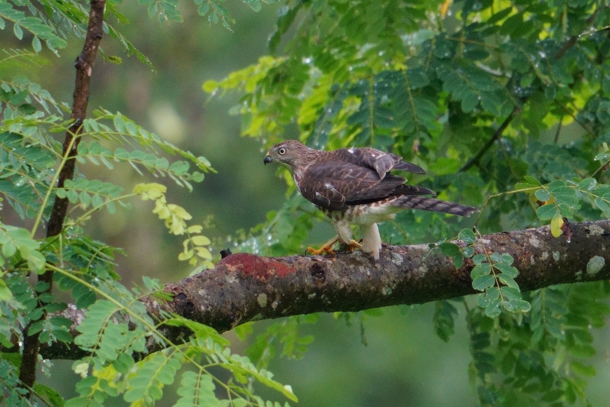 Shikra - ML640855744