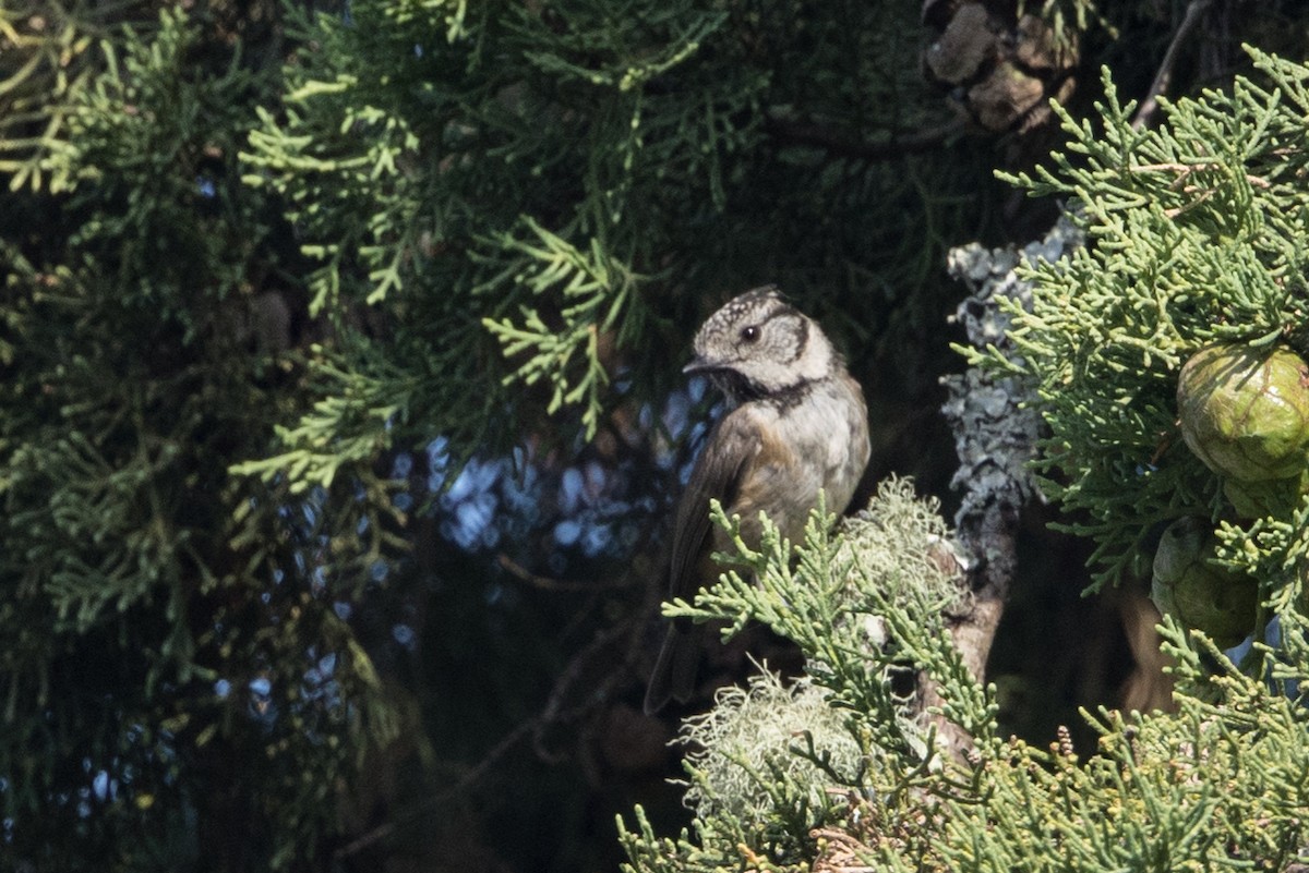 Crested Tit - ML640855755