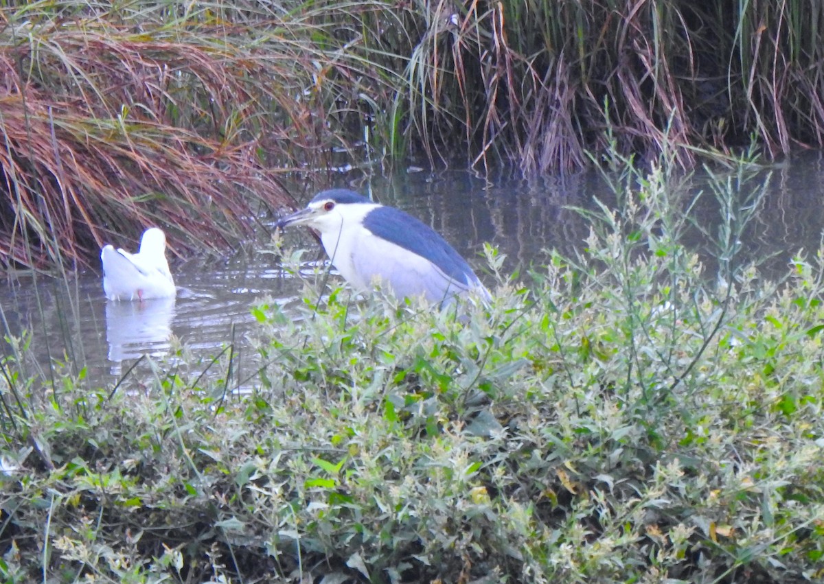 Black-crowned Night Heron - ML640855764