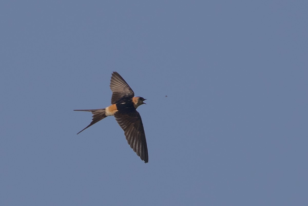 European Red-rumped Swallow - ML640855812
