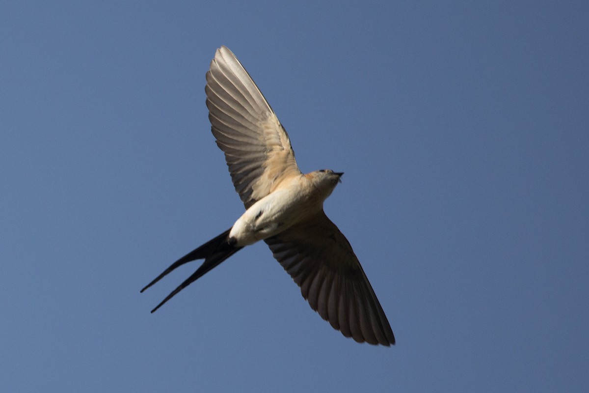European Red-rumped Swallow - ML640855814