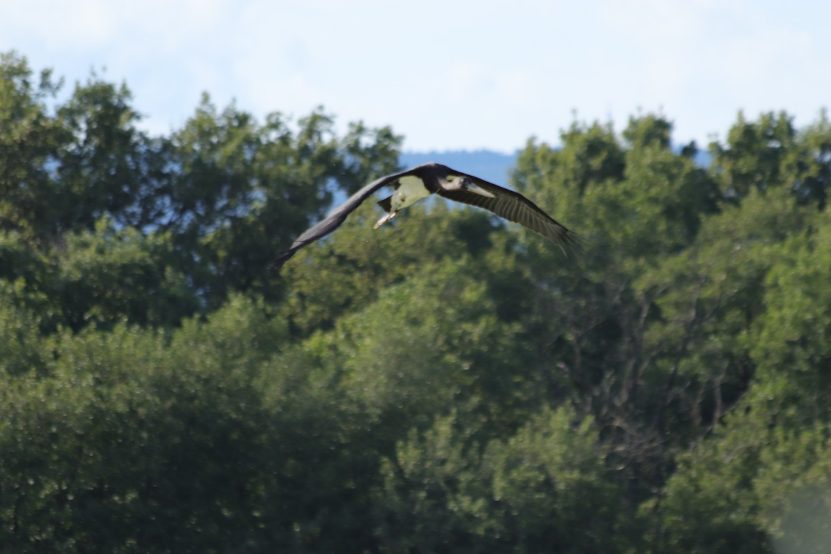 svartstork - ML640855835