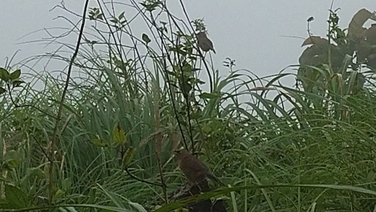 Rufous Babbler - ML640855888