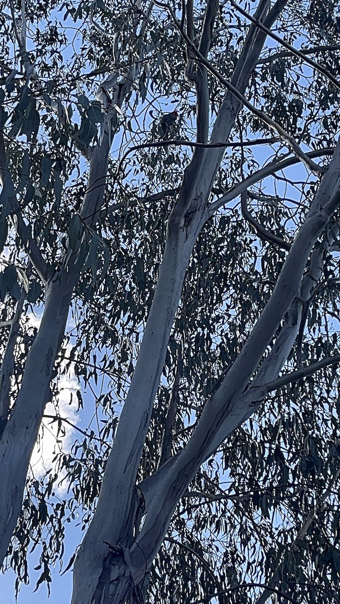 Gang-gang Cockatoo - ML640855951