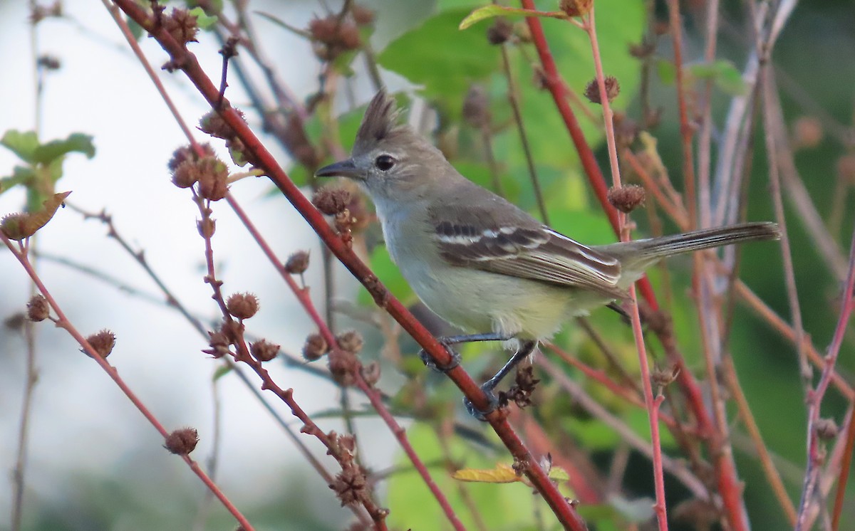 Plain-crested Elaenia - ML640855967